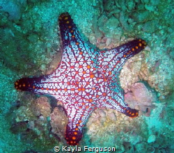A vibrant starfish, off the Pacific Coast of Costa Rica! ... by Kayla Ferguson 